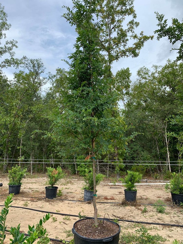 ulmus-parvifolia-drake-chinese-elm-lacebark-elm