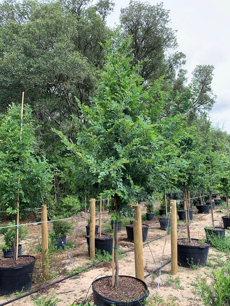 ulmus-parvifolia-drake-chinese-elm-lacebark-elm