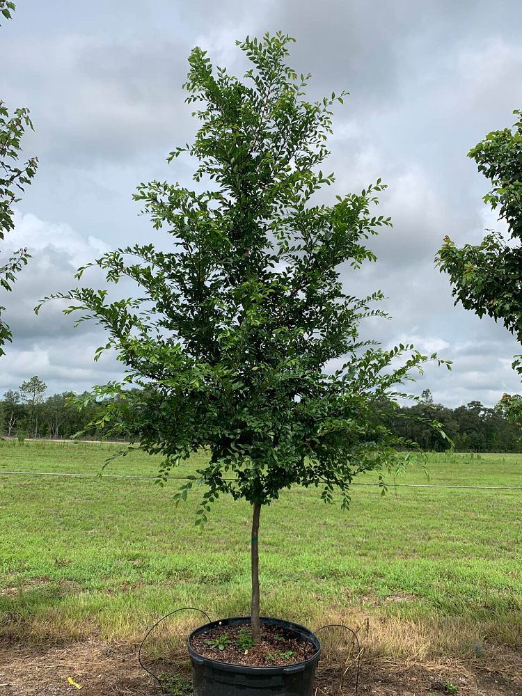 ulmus-parvifolia-drake-chinese-elm-lacebark-elm