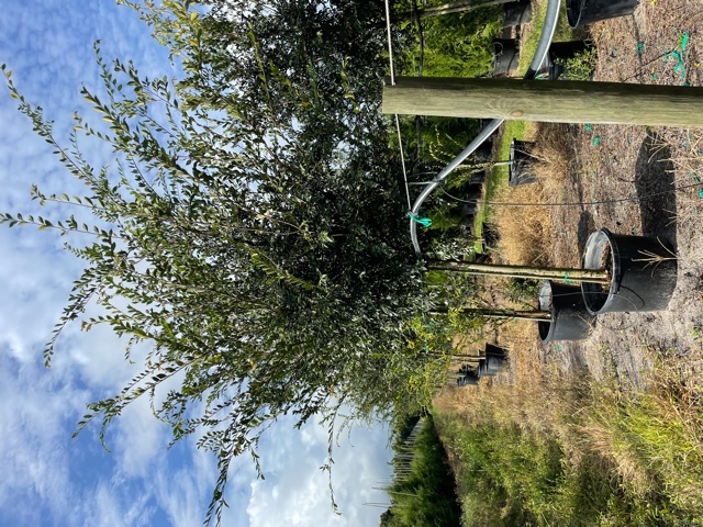 ulmus-parvifolia-drake-chinese-elm-lacebark-elm