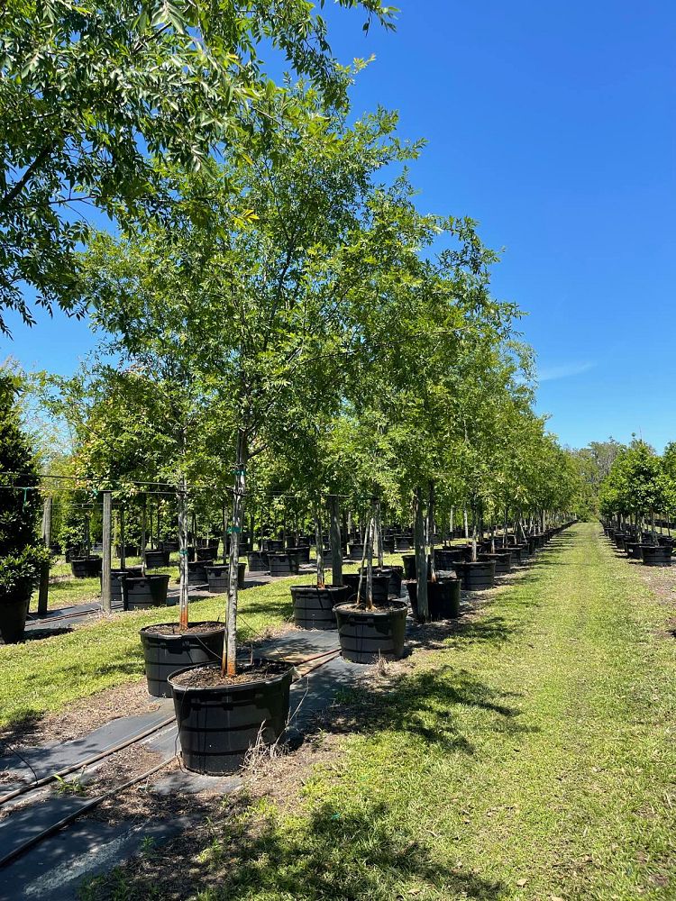ulmus-parvifolia-drake-chinese-elm-lacebark-elm