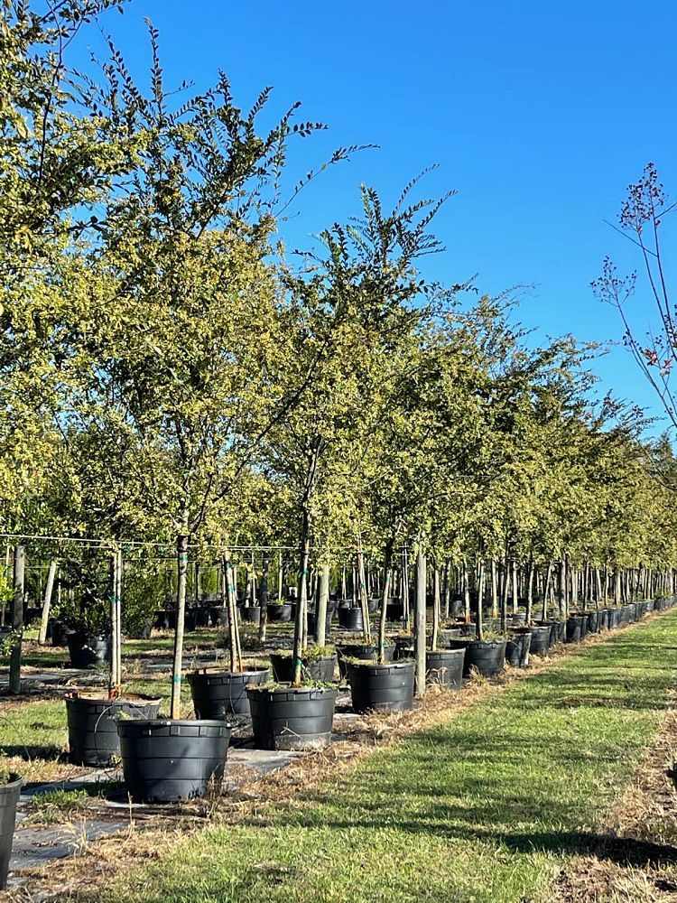 ulmus-parvifolia-drake-chinese-elm-lacebark-elm