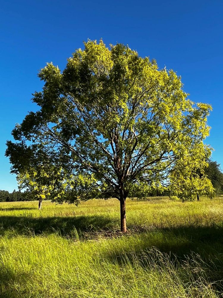 ulmus-parvifolia-drake-chinese-elm-lacebark-elm