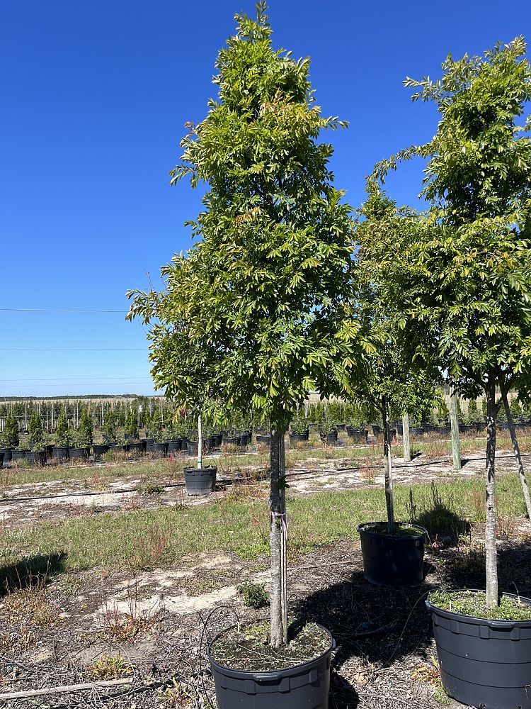 ulmus-parvifolia-drake-chinese-elm-lacebark-elm