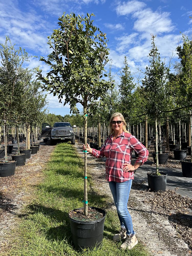 ulmus-parvifolia-drake-chinese-elm-lacebark-elm