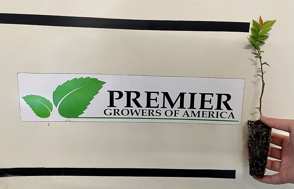 ulmus-parvifolia-drake-chinese-elm-lacebark-elm