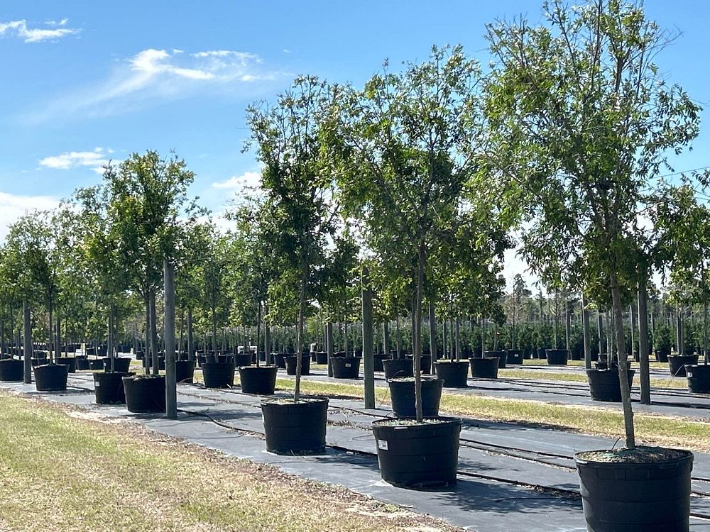 ulmus-parvifolia-drake-chinese-elm-lacebark-elm