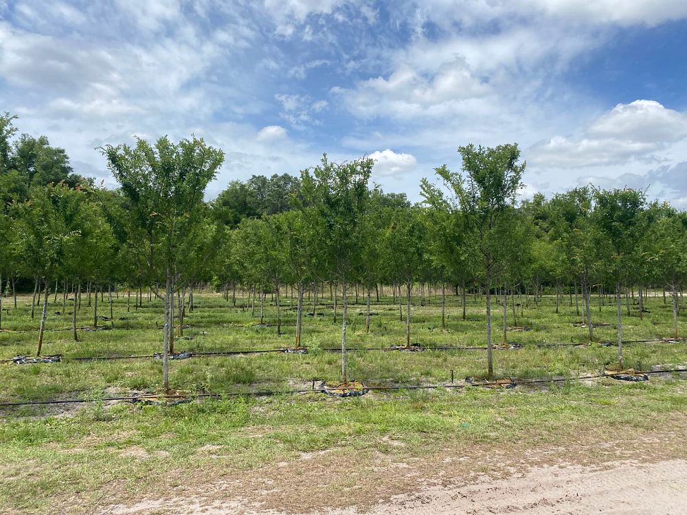 ulmus-parvifolia-drake-chinese-elm-lacebark-elm
