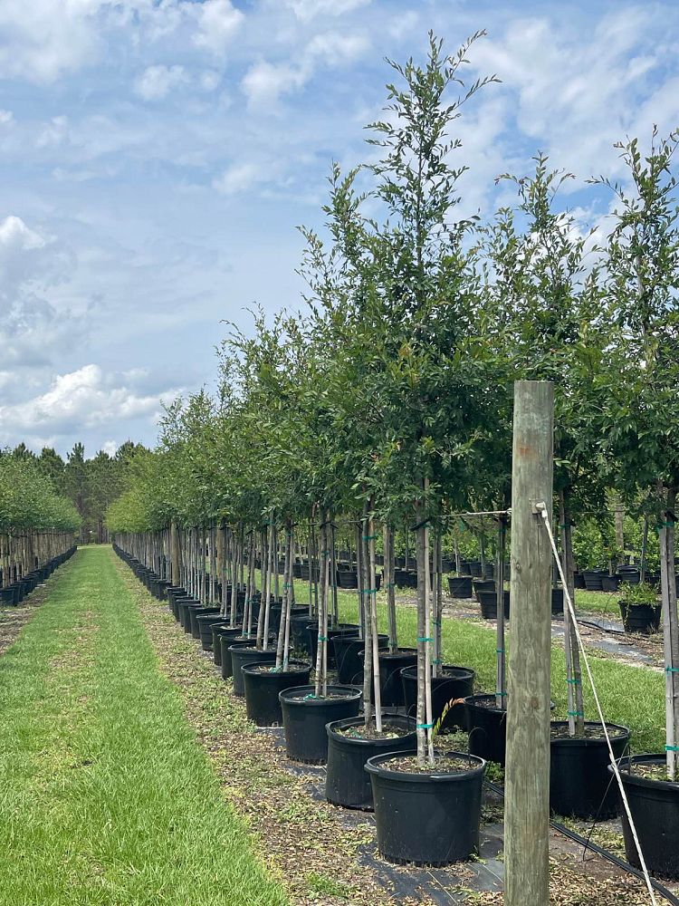 ulmus-parvifolia-drake-chinese-elm-lacebark-elm