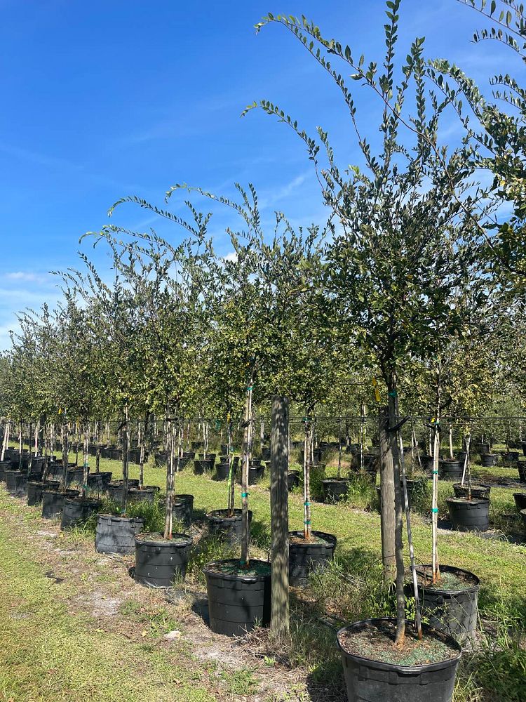 ulmus-parvifolia-drake-chinese-elm-lacebark-elm