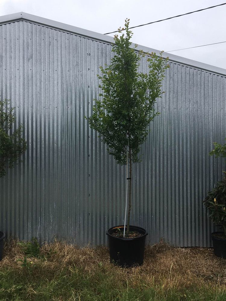ulmus-parvifolia-dynasty-chinese-elm-lacebark-elm