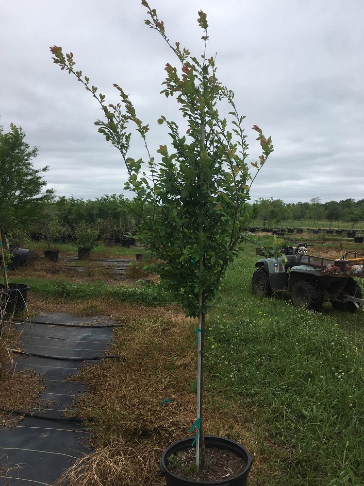 ulmus-parvifolia-dynasty-chinese-elm-lacebark-elm