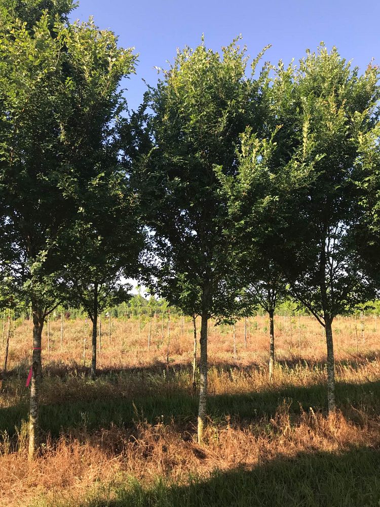 ulmus-parvifolia-emer-i-chinese-elm-athena-classic-lacebark-elm