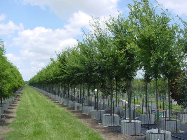 ulmus-parvifolia-emer-ii-chinese-elm-allee-lacebark-elm