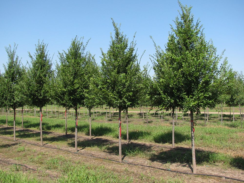 ulmus-parvifolia-emer-ii-chinese-elm-allee-lacebark-elm