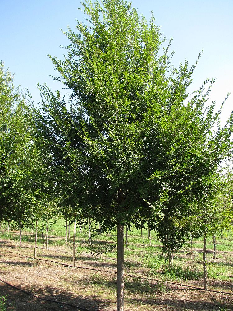 ulmus-parvifolia-emer-ii-chinese-elm-allee-lacebark-elm