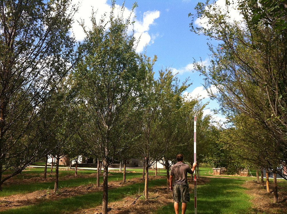 ulmus-parvifolia-emer-ii-chinese-elm-allee-lacebark-elm