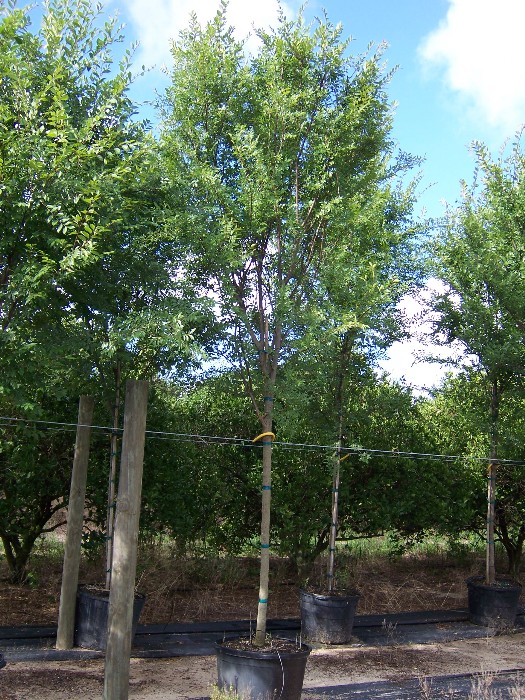 ulmus-parvifolia-emer-ii-chinese-elm-allee-lacebark-elm