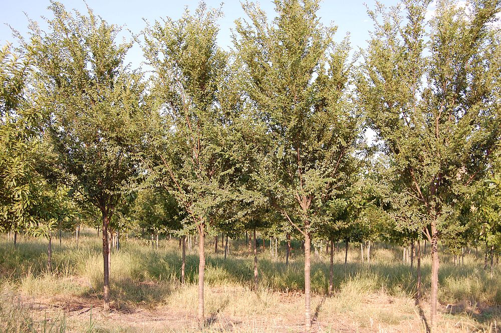 ulmus-parvifolia-emer-ii-chinese-elm-allee-lacebark-elm