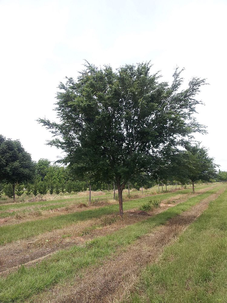 ulmus-parvifolia-emer-ii-chinese-elm-allee-lacebark-elm