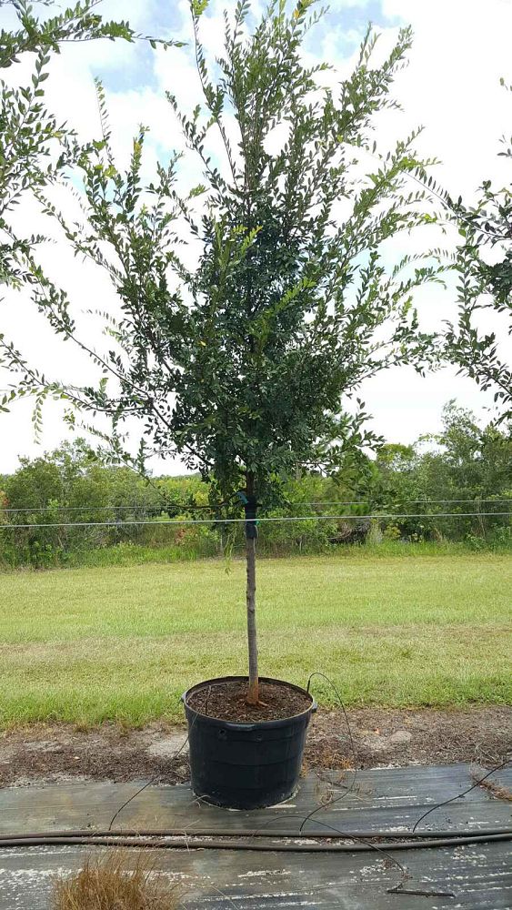 ulmus-parvifolia-emer-ii-chinese-elm-allee-lacebark-elm