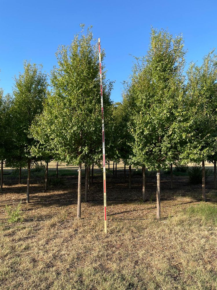 ulmus-parvifolia-emer-ii-chinese-elm-allee-lacebark-elm
