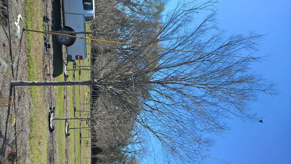 ulmus-parvifolia-emer-ii-chinese-elm-allee-lacebark-elm