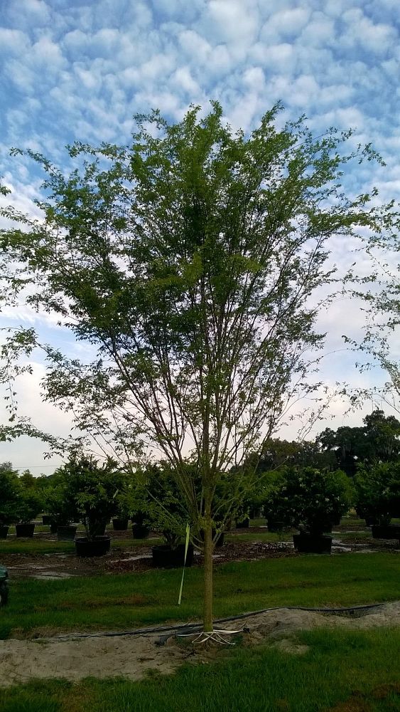 ulmus-parvifolia-emer-ii-chinese-elm-allee-lacebark-elm
