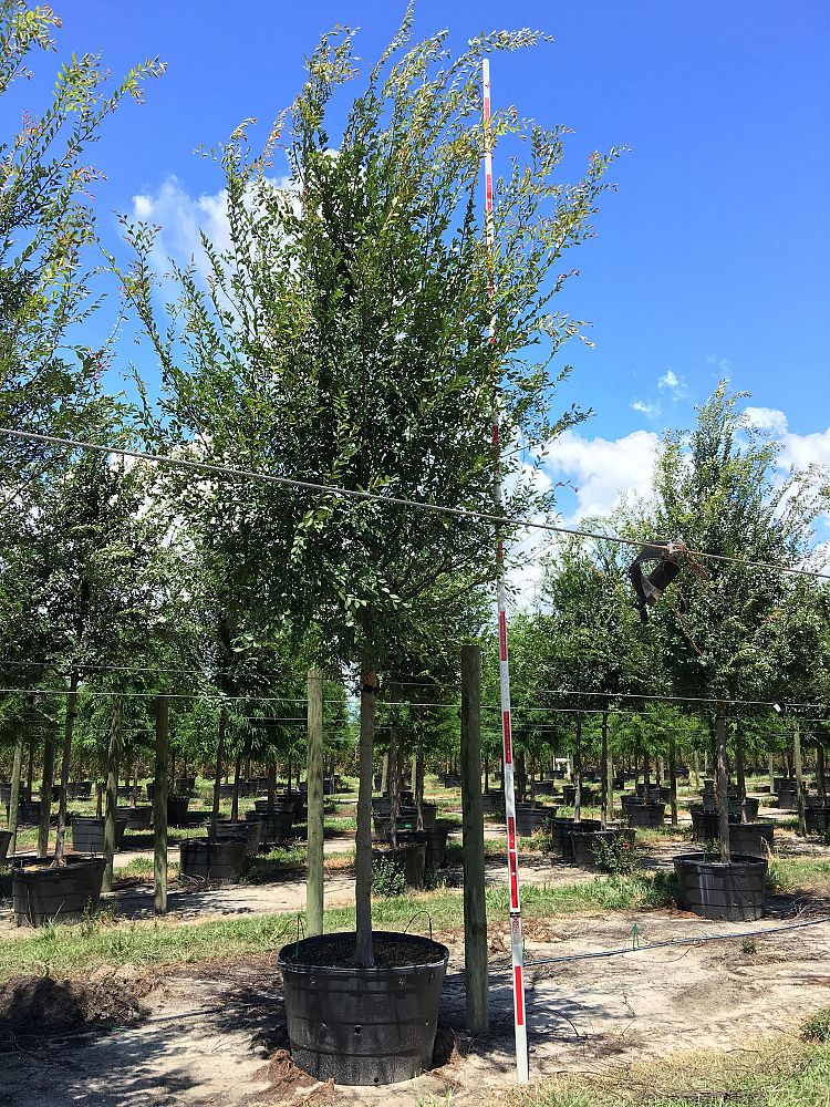 ulmus-parvifolia-emer-ii-chinese-elm-allee-lacebark-elm