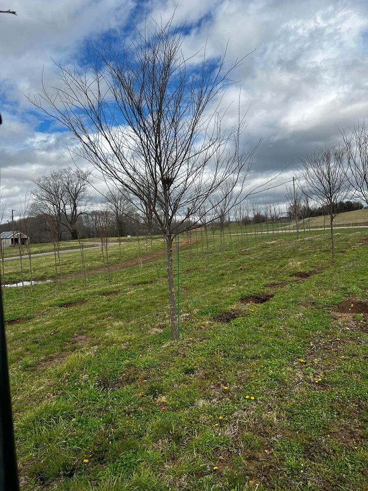 ulmus-parvifolia-emer-ii-chinese-elm-allee-lacebark-elm