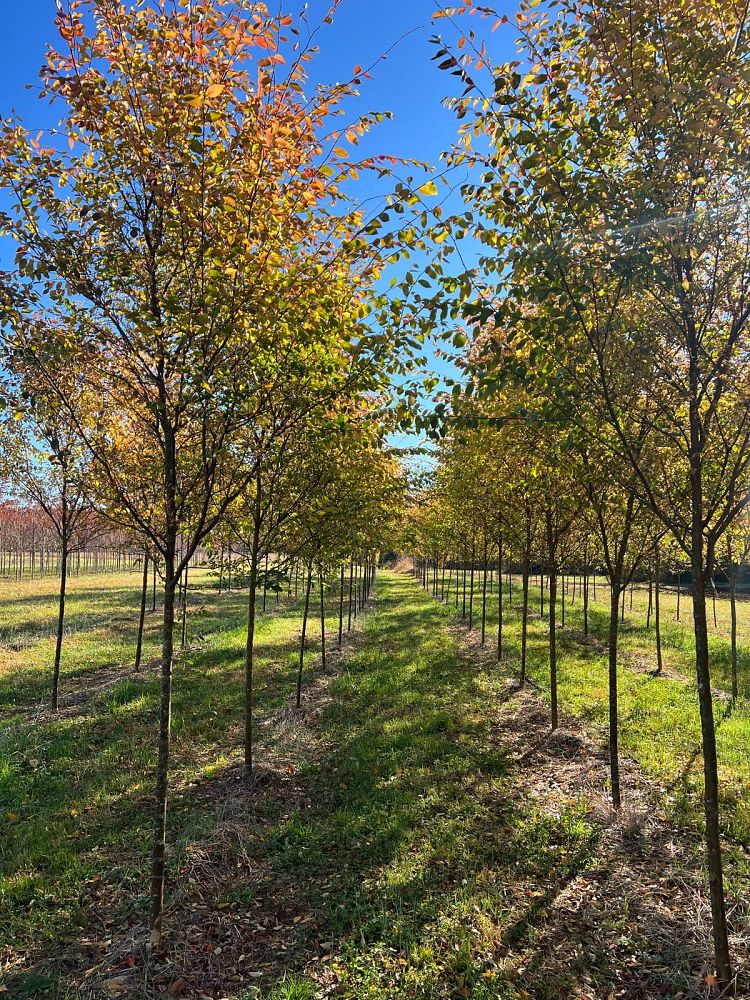ulmus-parvifolia-emer-ii-chinese-elm-allee-lacebark-elm