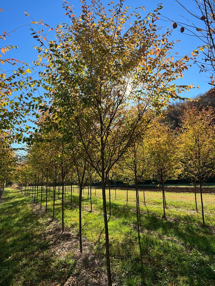 ulmus-parvifolia-emer-ii-chinese-elm-allee-lacebark-elm
