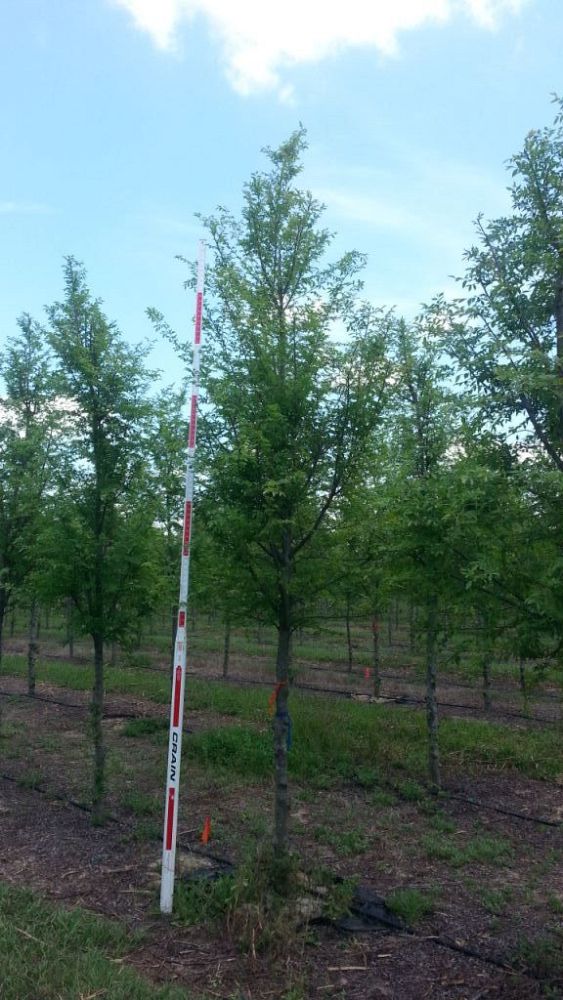 ulmus-parvifolia-emer-ii-chinese-elm-allee-lacebark-elm