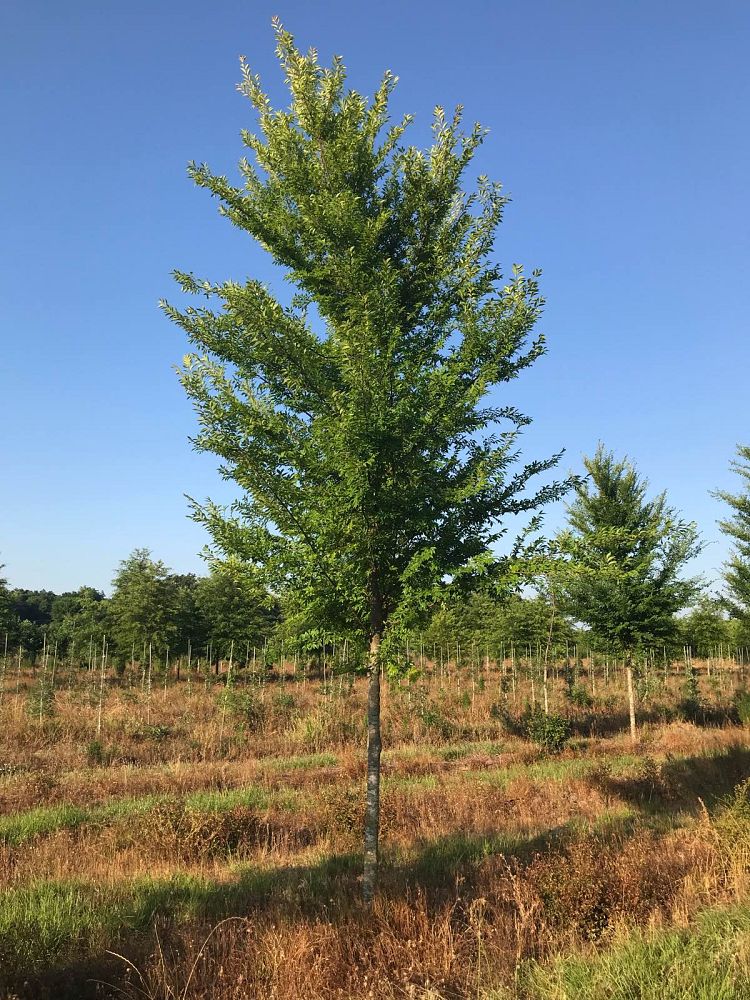 ulmus-parvifolia-emer-ii-chinese-elm-allee-lacebark-elm