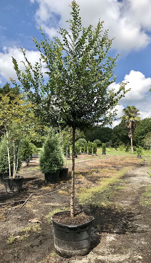 ulmus-parvifolia-emer-ii-chinese-elm-allee-lacebark-elm