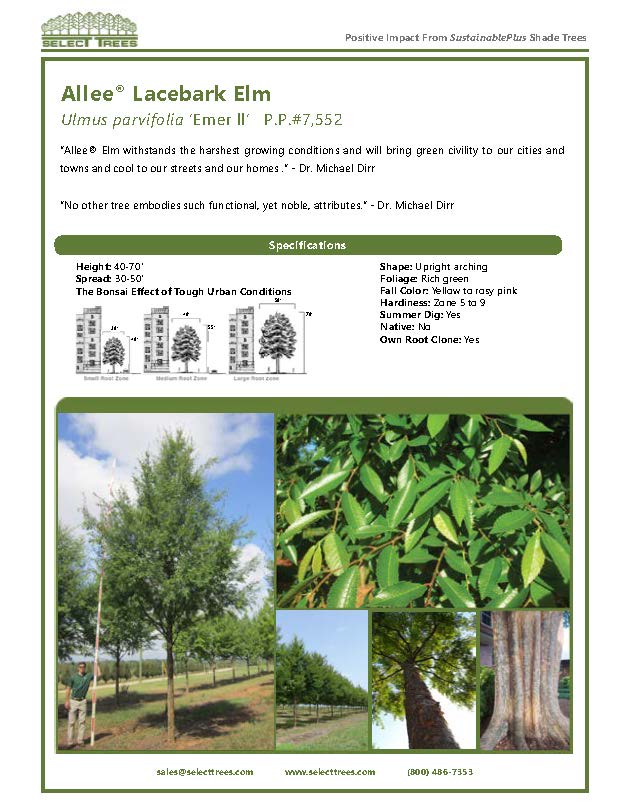ulmus-parvifolia-emer-ii-chinese-elm-allee-lacebark-elm