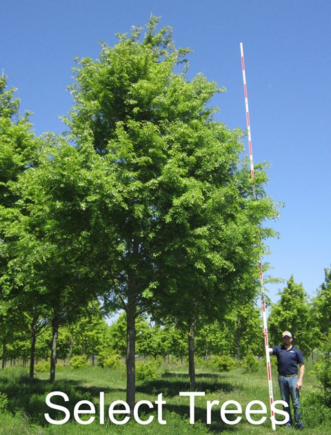 ulmus-parvifolia-emer-ii-chinese-elm-allee-lacebark-elm