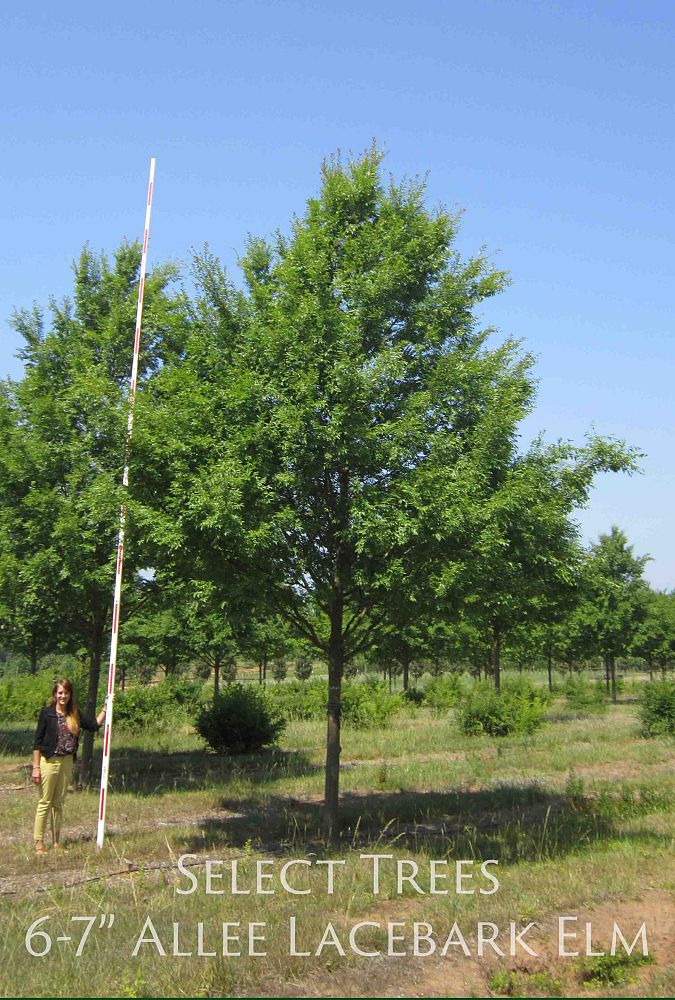 ulmus-parvifolia-emer-ii-chinese-elm-allee-lacebark-elm
