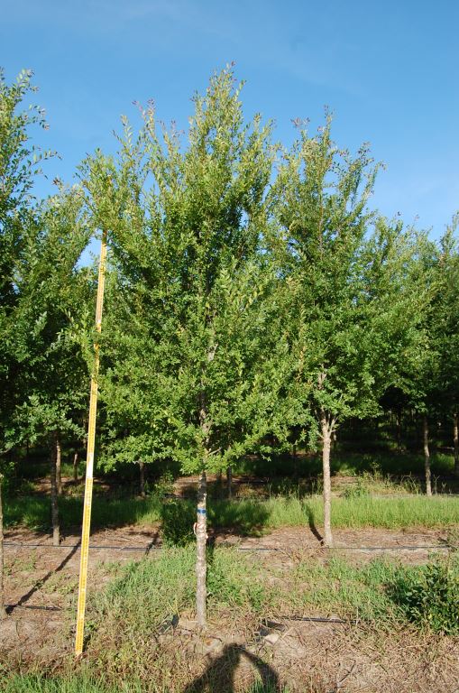 ulmus-parvifolia-emer-ii-chinese-elm-allee-lacebark-elm