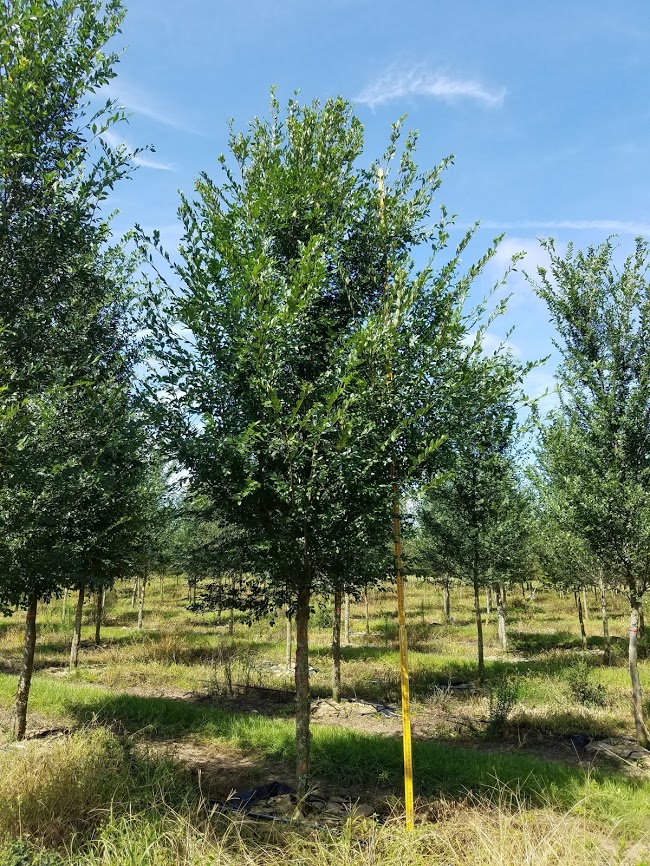 ulmus-parvifolia-emer-ii-chinese-elm-allee-lacebark-elm