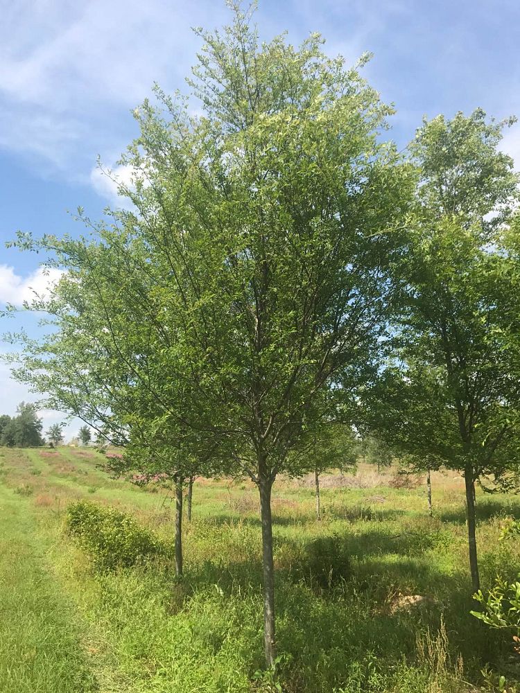 ulmus-parvifolia-emer-ii-chinese-elm-allee-lacebark-elm