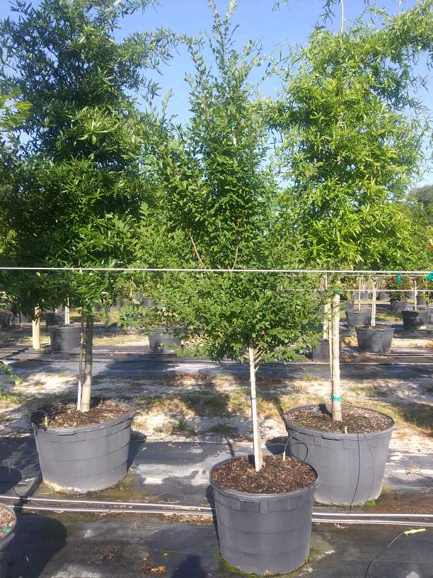 ulmus-parvifolia-emer-ii-chinese-elm-allee-lacebark-elm
