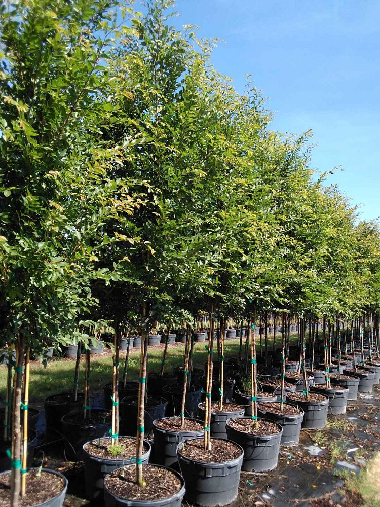 ulmus-parvifolia-emer-ii-chinese-elm-allee-lacebark-elm