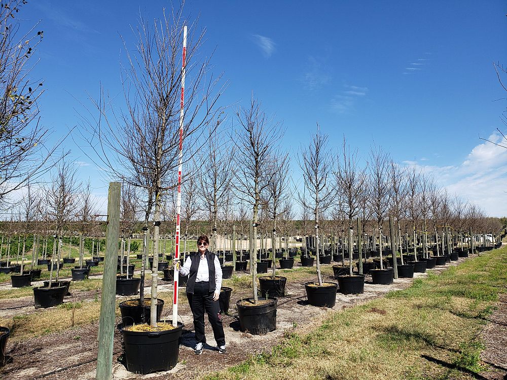 ulmus-parvifolia-emer-ii-chinese-elm-allee-lacebark-elm