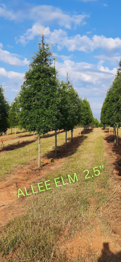 ulmus-parvifolia-emer-ii-chinese-elm-allee-lacebark-elm