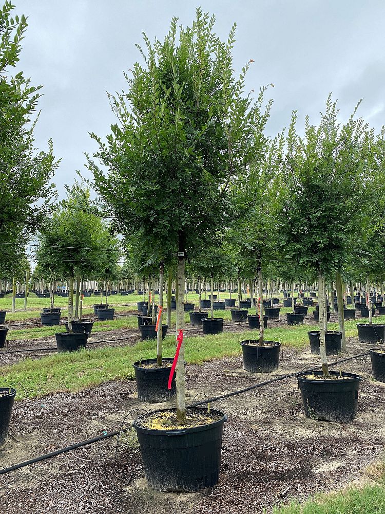 ulmus-parvifolia-emer-ii-chinese-elm-allee-lacebark-elm