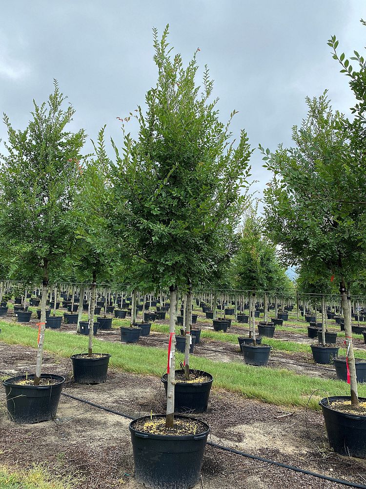 ulmus-parvifolia-emer-ii-chinese-elm-allee-lacebark-elm
