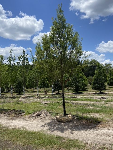 ulmus-parvifolia-emer-ii-chinese-elm-allee-lacebark-elm