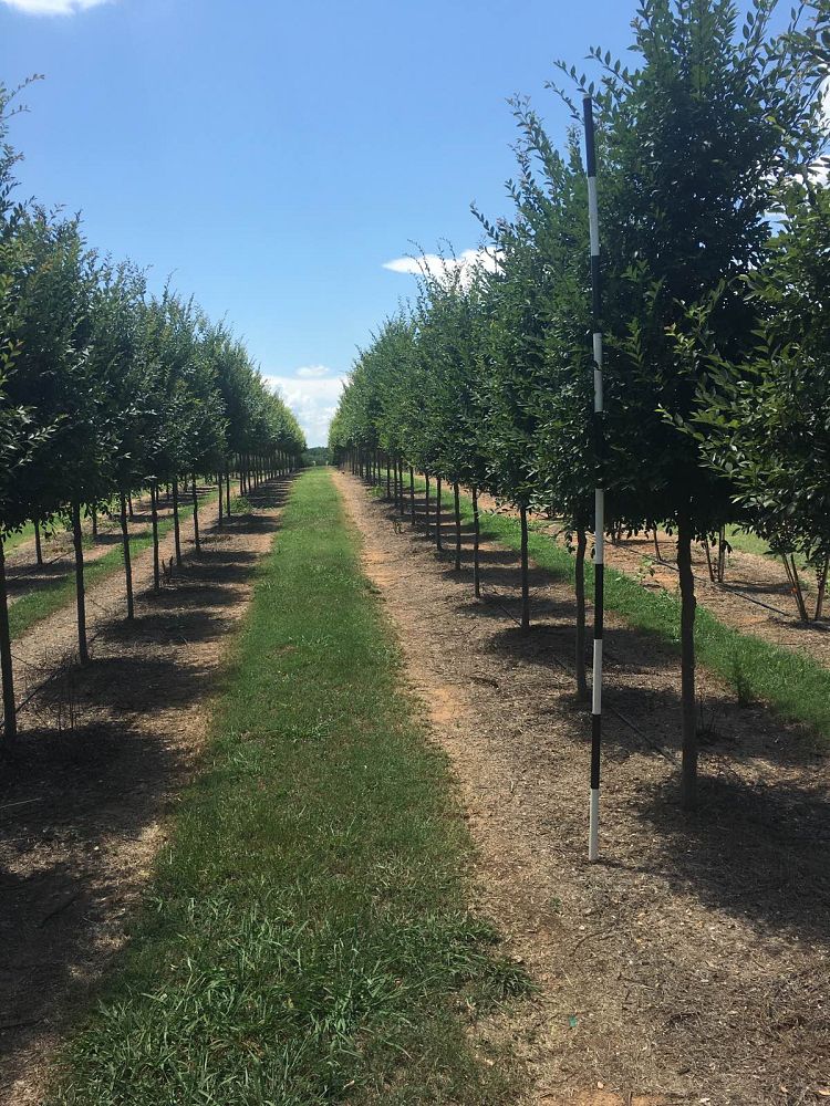 ulmus-parvifolia-emer-ii-chinese-elm-allee-lacebark-elm