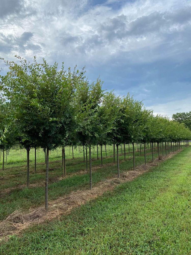 ulmus-parvifolia-emer-ii-chinese-elm-allee-lacebark-elm